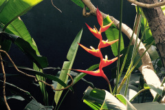 Jardim do Andre com varias plantas