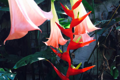 jardimAndre-2