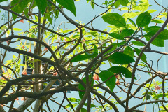 jardimAndre-4
