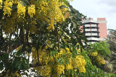 flores-amarelo