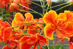 flores-laranja