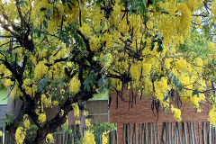 acacia