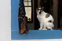 gato