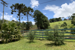 araucaria
