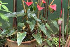 planta5