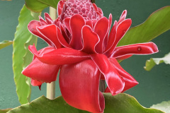 planta4