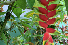 planta2