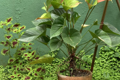 planta1