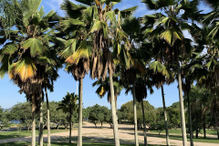 aterro4