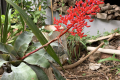 jardim-andre-3