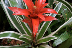 jardim-andre-2