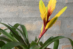 jardim-andre-1