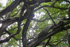 7a