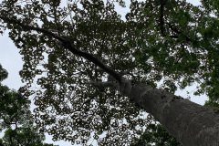 jardim botanico 2