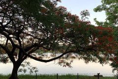 represa-flamboyant