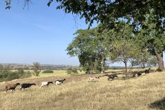 animais no pasto