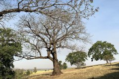 arvore do sitio