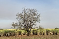 arvore e capim sitio