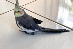 nenem