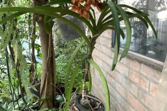 orchidea1