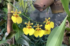 orchidea2