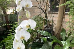orchidea3
