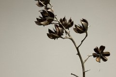 IMG_3921