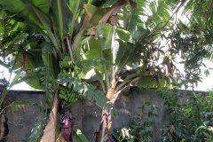 bananeiras
