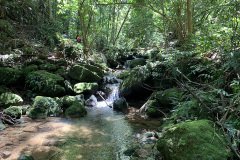floresta da tijuca 1