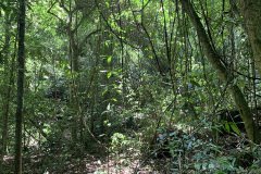 floresta da tijuca 2