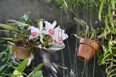 orquidea
