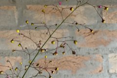 planta satelite