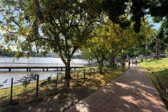 represa-arvore com flores amarelas