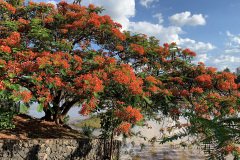 represa-flamboyant