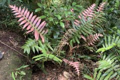 samabaia rosa