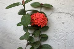 IMG_9779