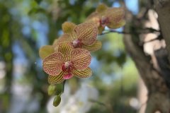 IMG_9950
