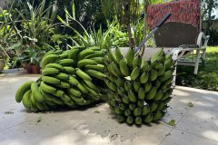 IMG_9963