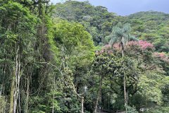 floresta da tijuca-arvores