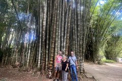 jardim botanico-carlos-gloria-luiz