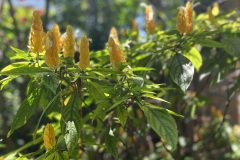 jardim do andre 1