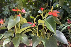 jardim do andre 2