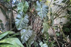 jardim do andre 5