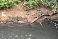 passeio de barco jacare