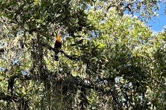 tucano
