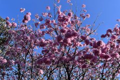 IMG_2626