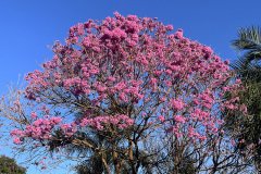 IMG_2761