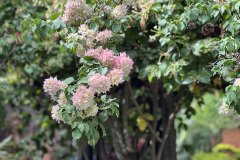 IMG_0544