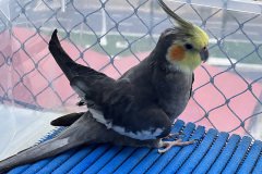 IMG_1247