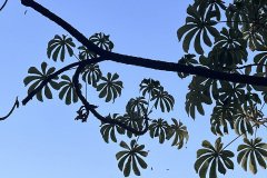 IMG_3704